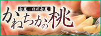 かねちかの桃