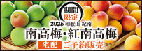 紅南高梅・南高梅